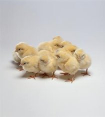 chicks