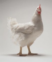 hen